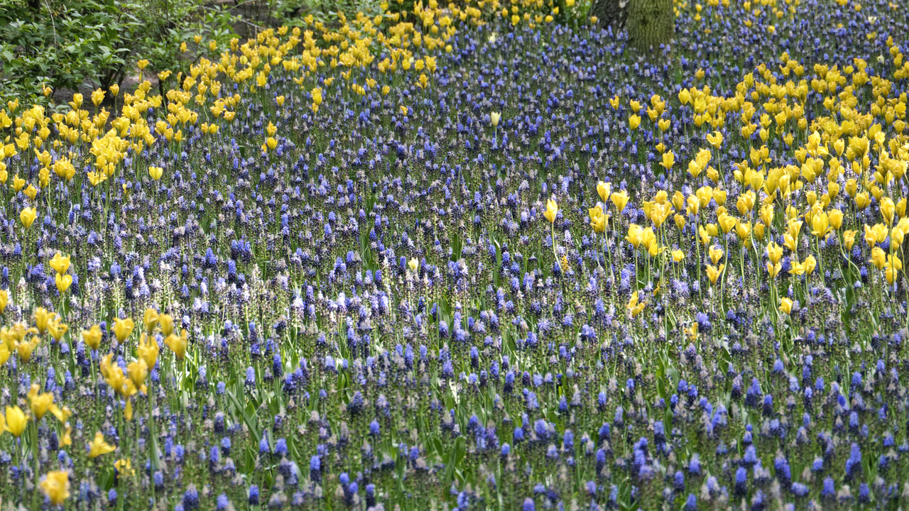 20140423 100008 Keukenhof Gardens, Lisse, South Holland, Netherlands